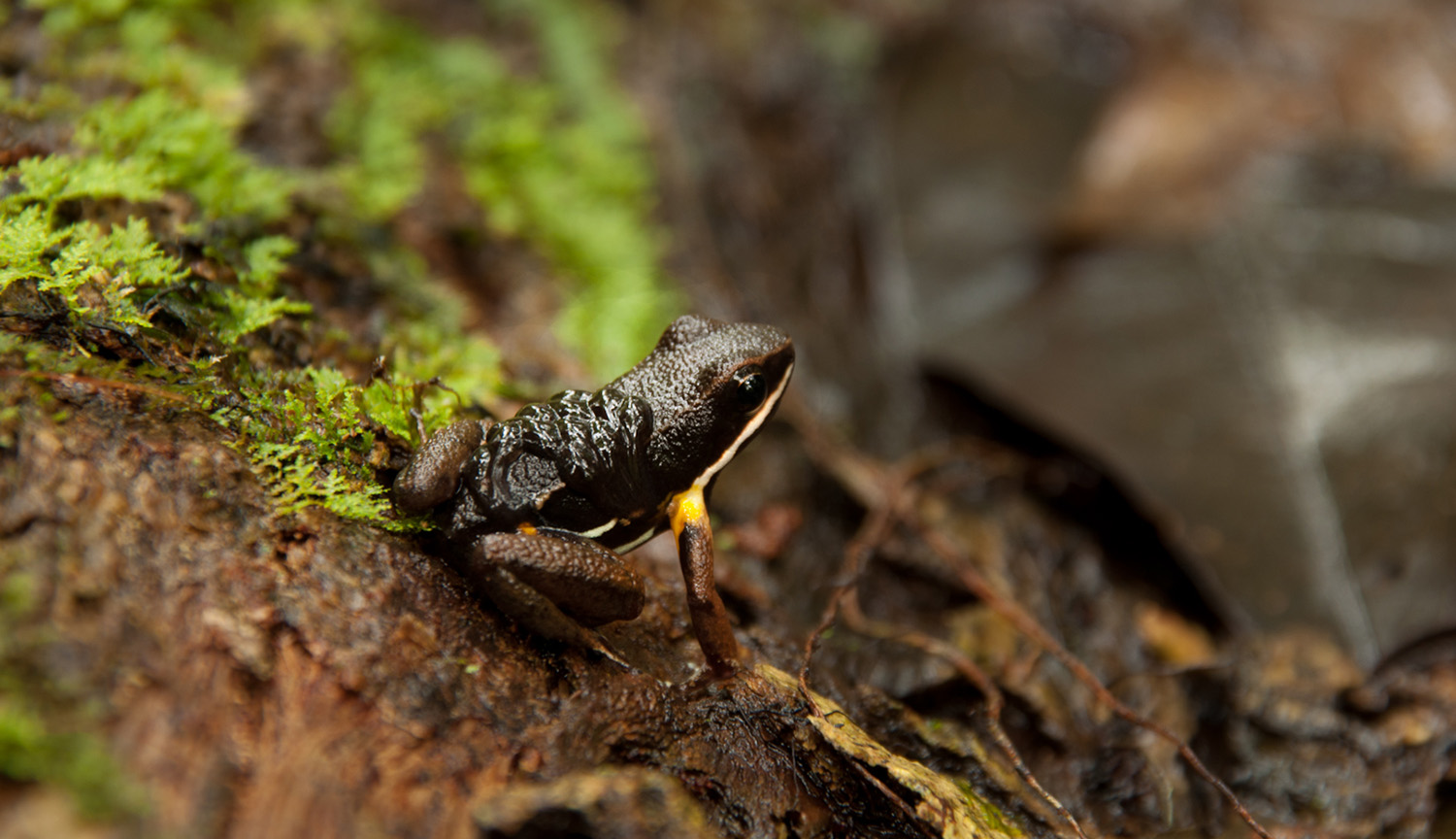 Fotografía de una rana posada en lo que parece suelo marrón cerca de algo de vegetación verde. Su lomo parece abultado. Son los renacuajos.